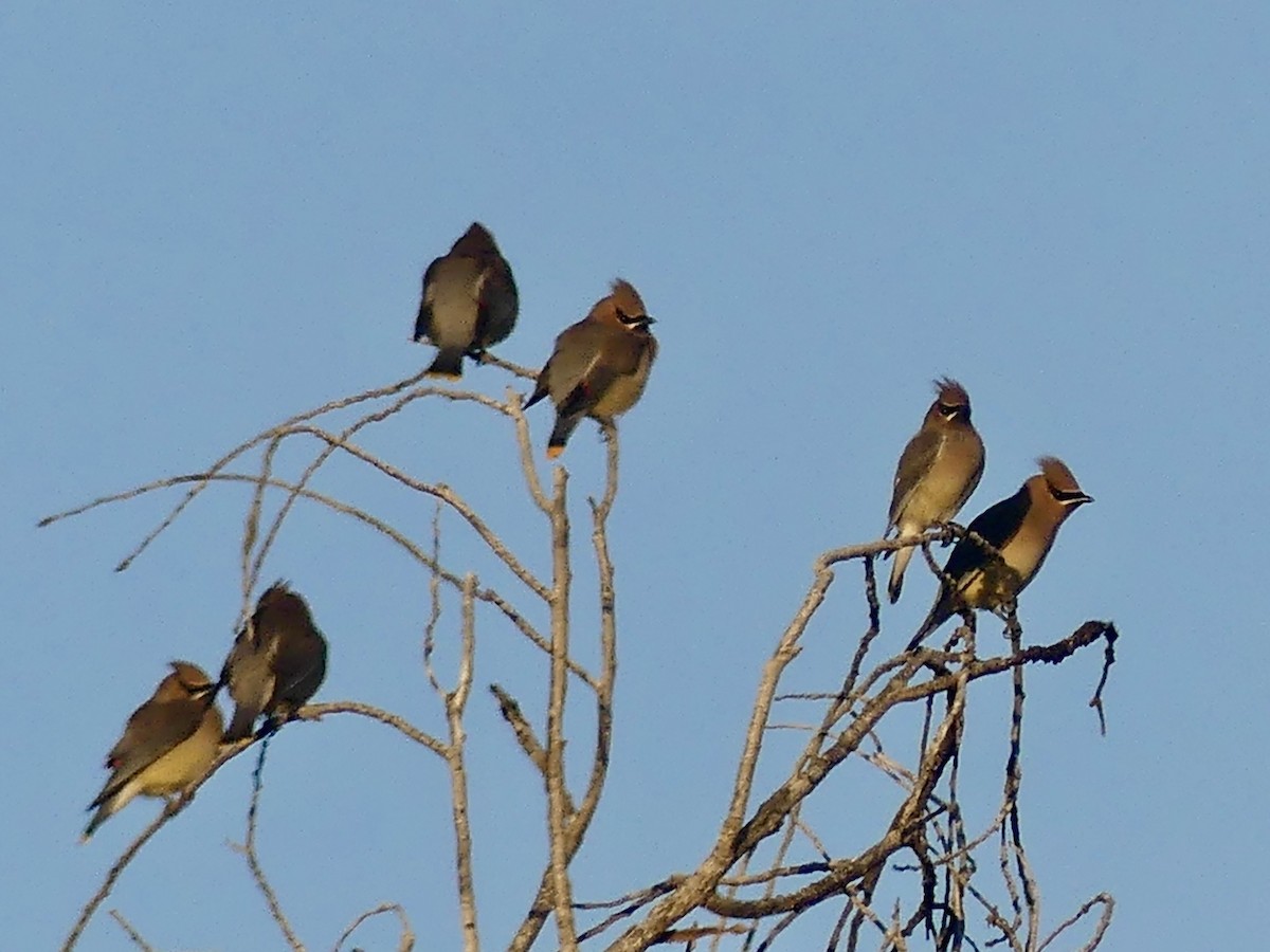 brkoslav americký - ML645904474