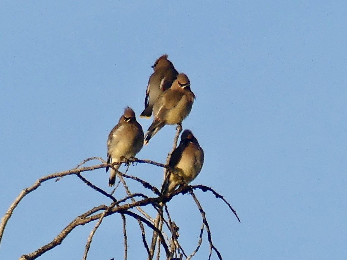 brkoslav americký - ML645904475