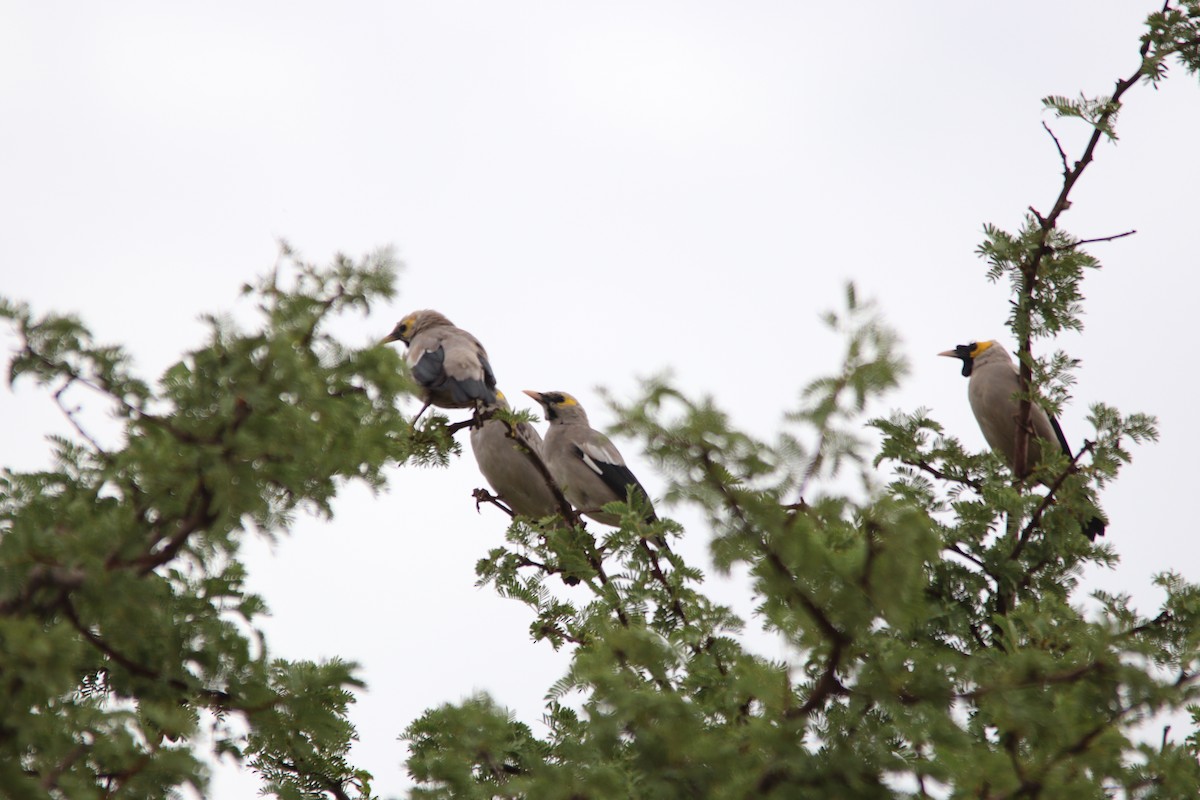 Wattled Starling - ML645904488