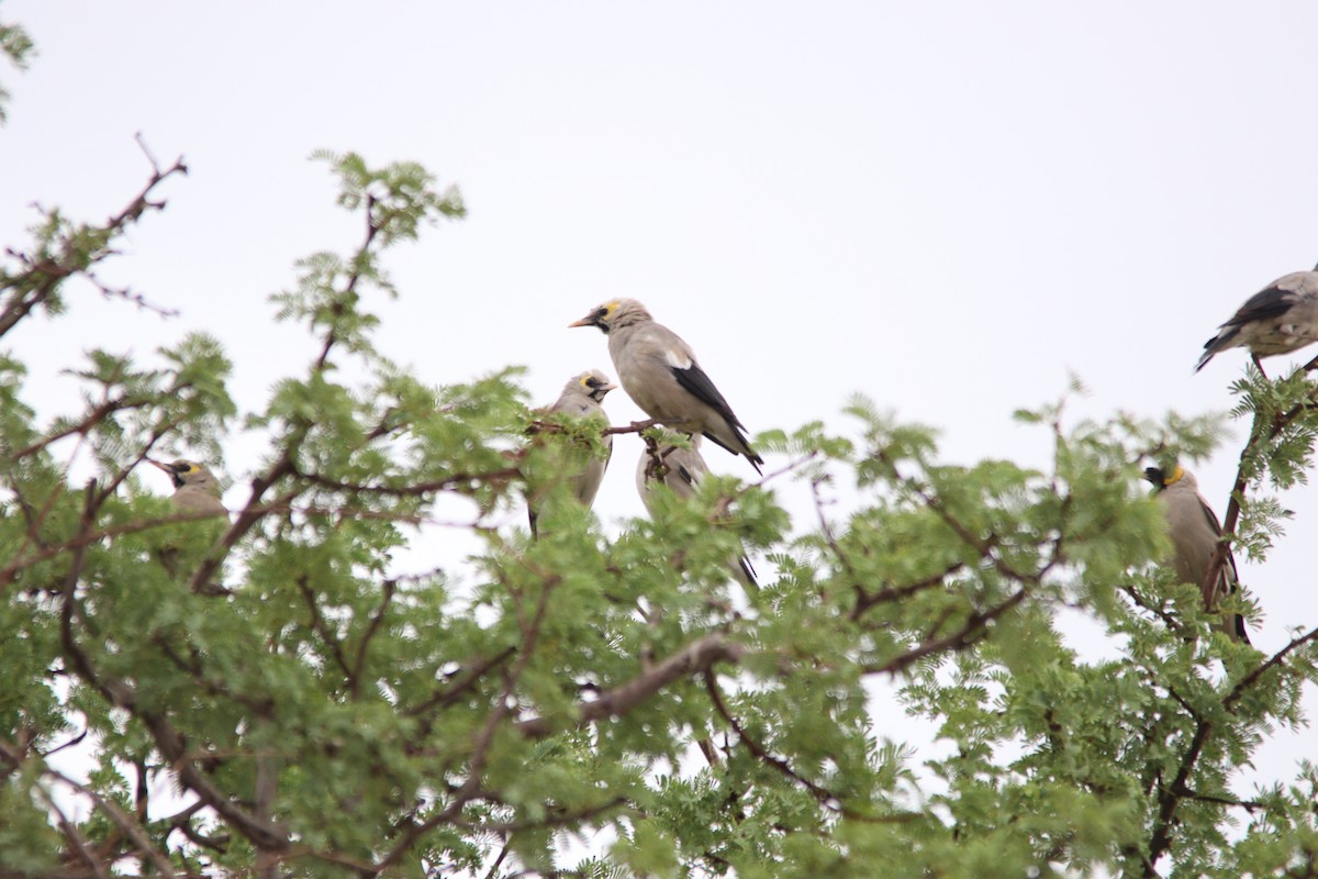 Wattled Starling - ML645904489