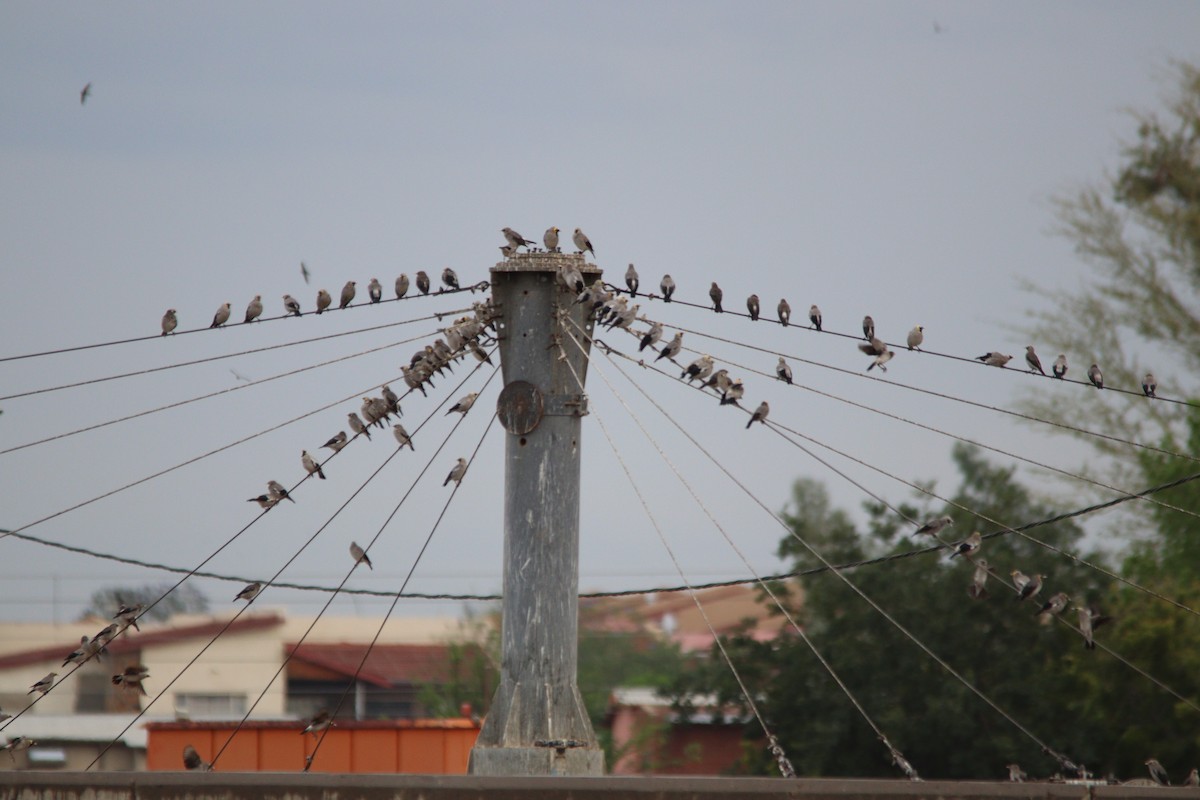 Wattled Starling - ML645904490