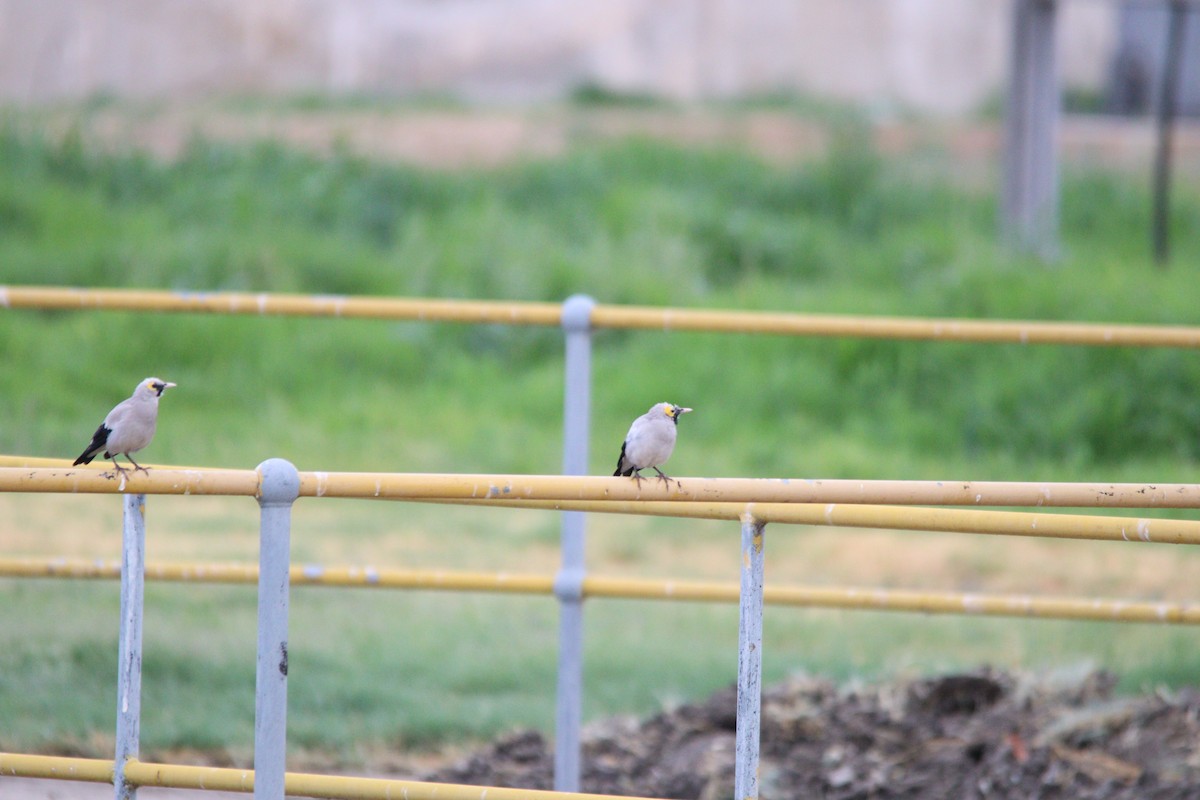 Wattled Starling - ML645904492