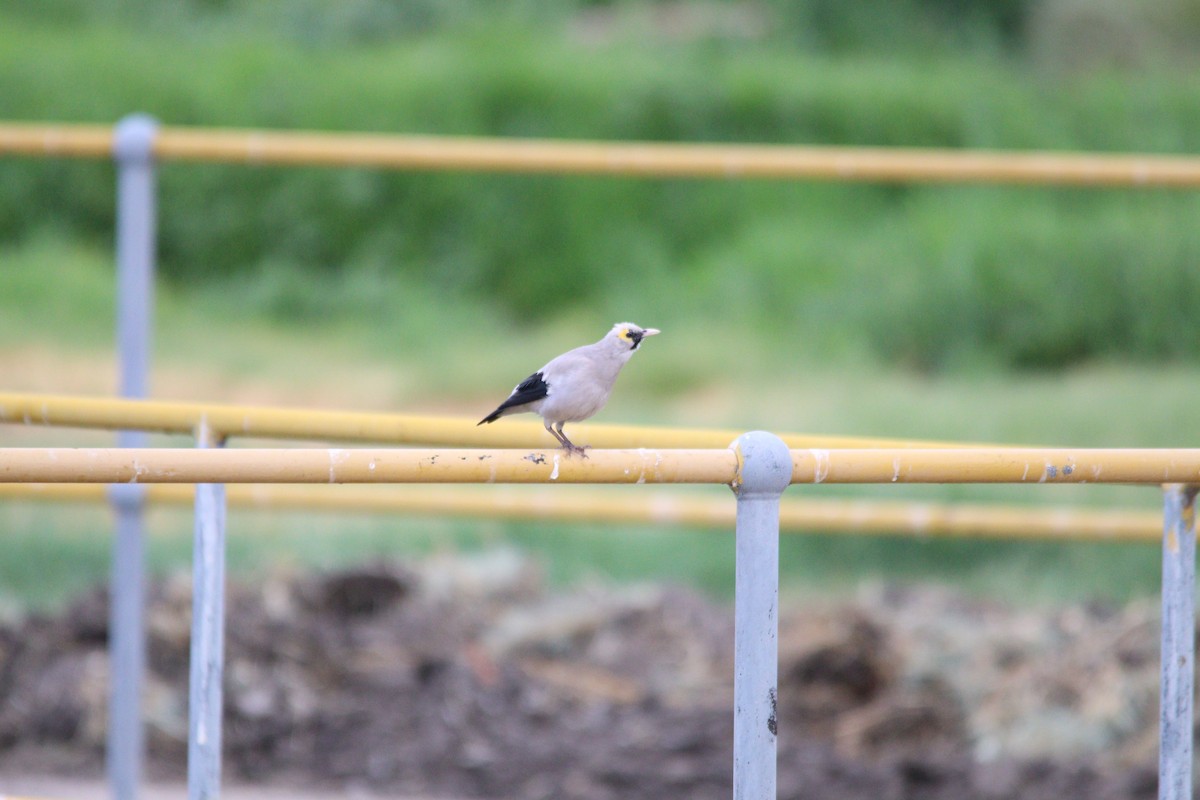 Wattled Starling - ML645904493