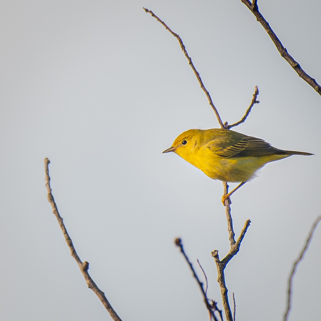 Northern Yellow Warbler - ML645904516