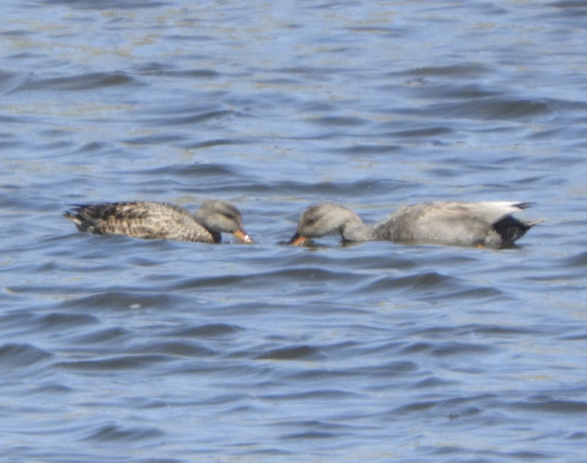 Серая утка - ML645904517