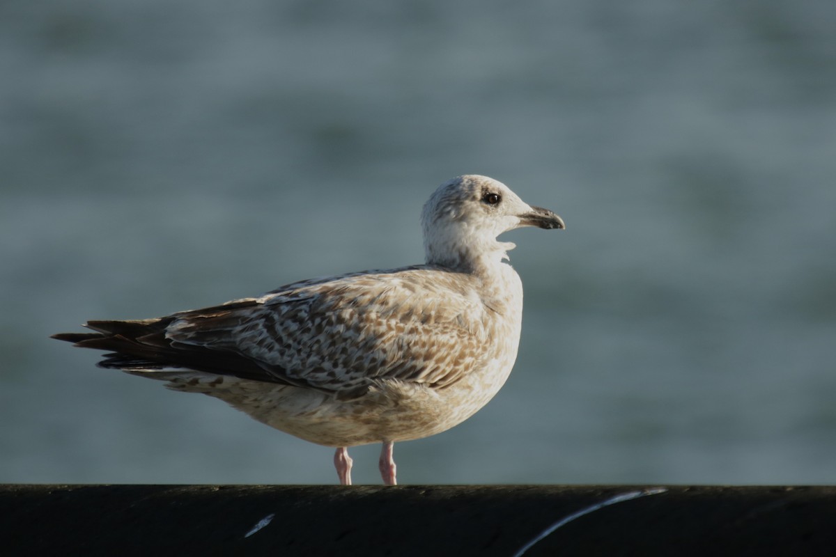 European Herring Gull - ML645904519