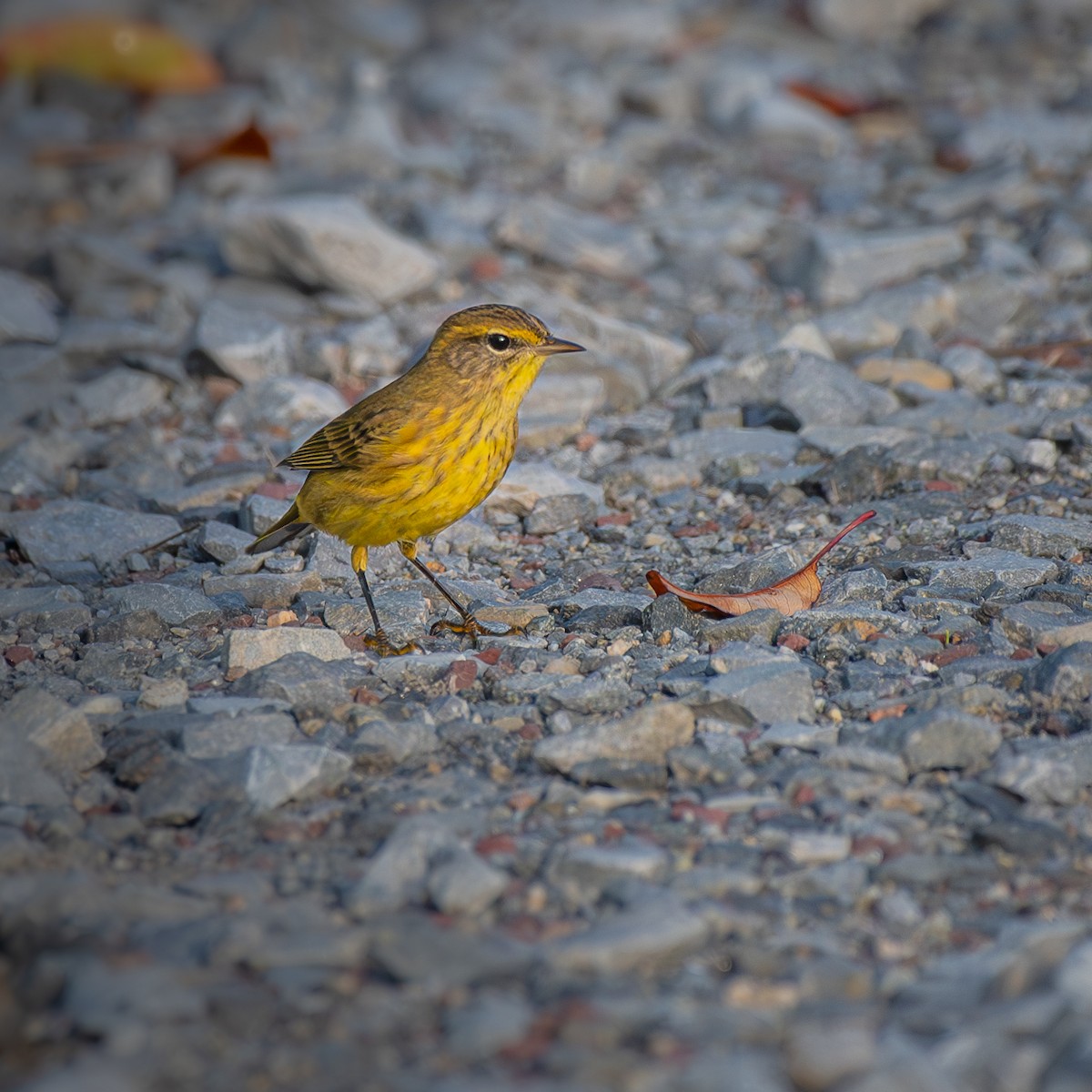 Palm Warbler - ML645904524
