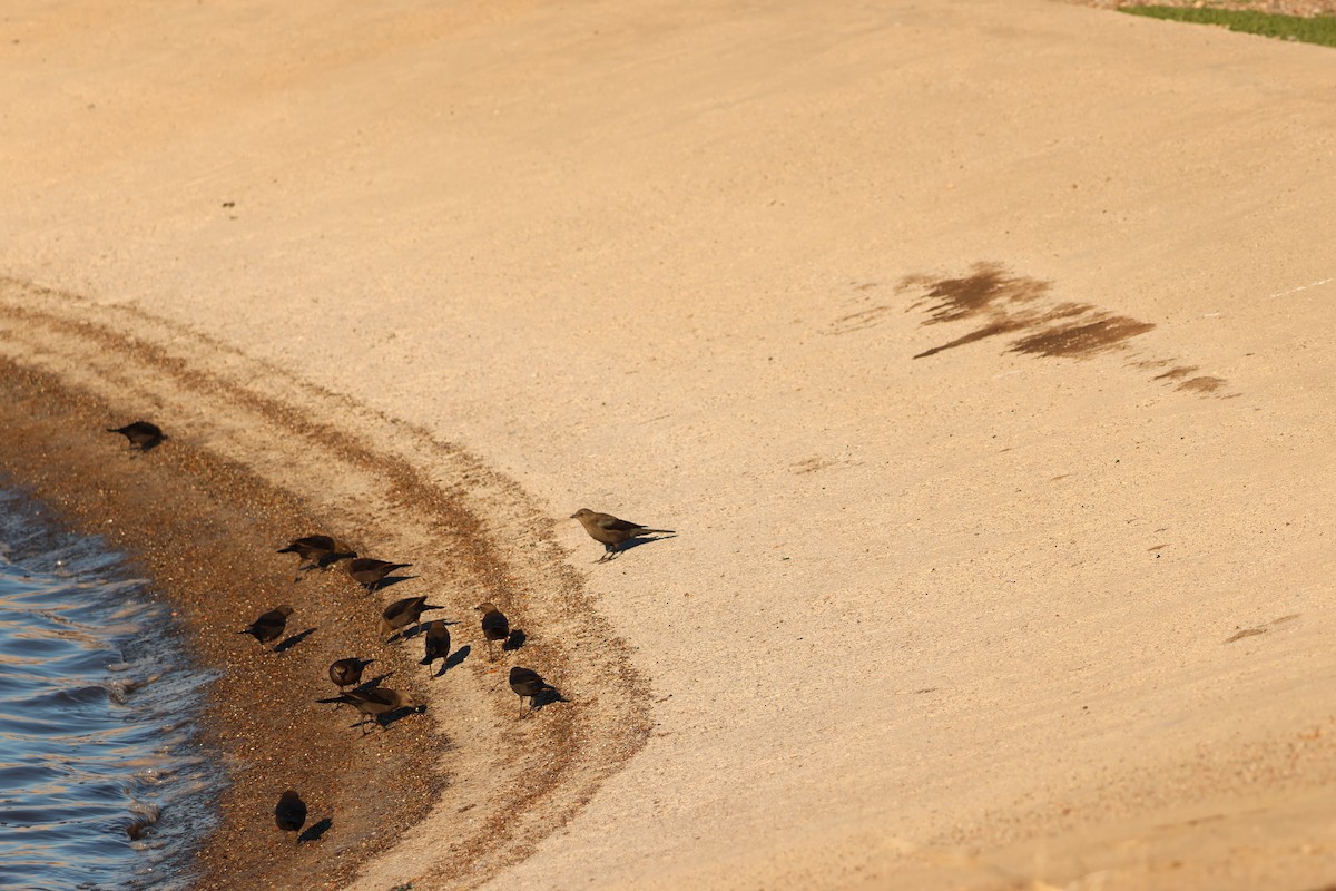 Трупіалець пурпуровий - ML645904525