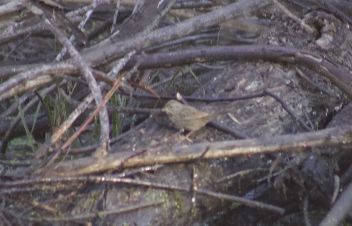 strnadec pruhohlavý - ML645904534