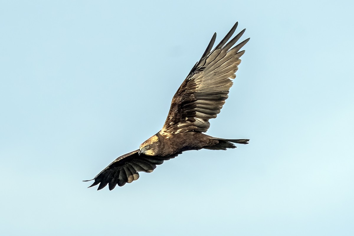 moták pochop - ML645904548