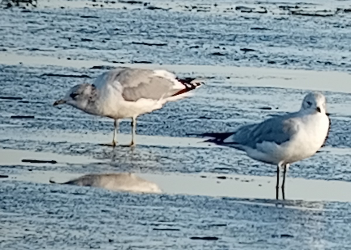 racek bouřní - ML645904553