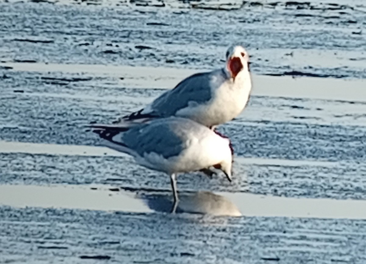 racek bouřní - ML645904554