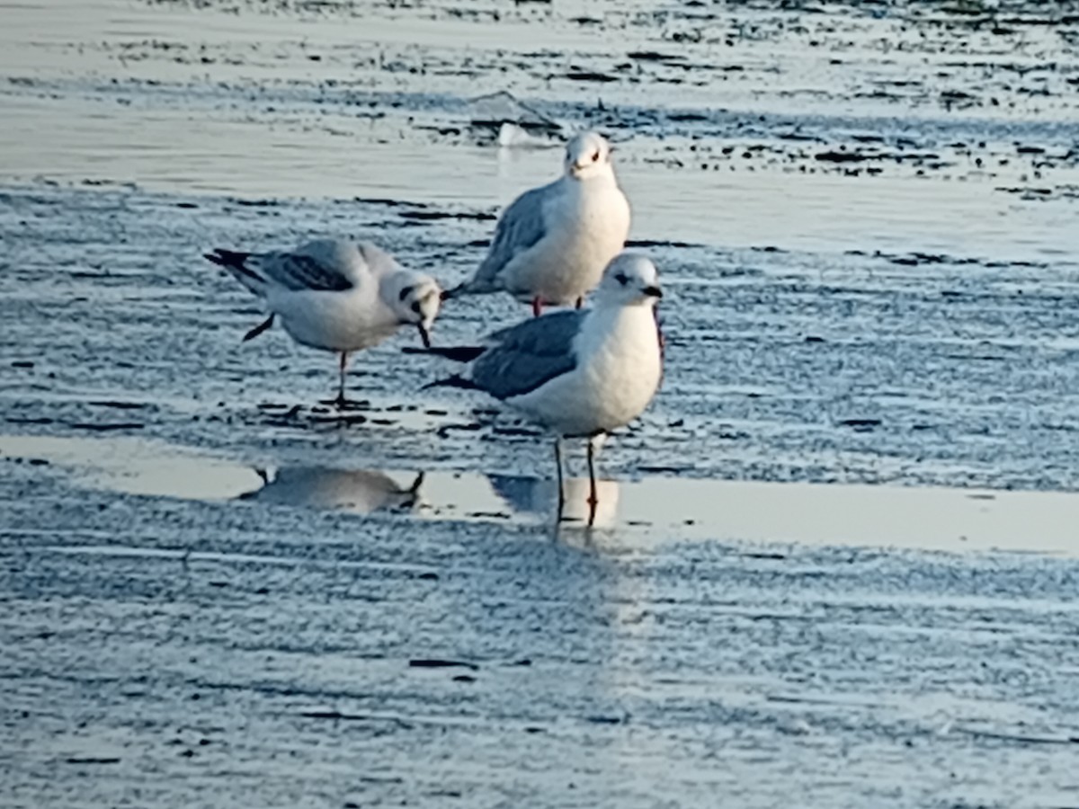 racek bouřní - ML645904555