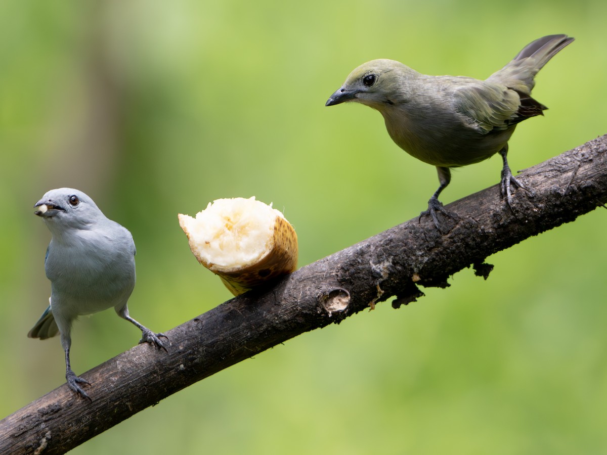 palmetanagar - ML645904563