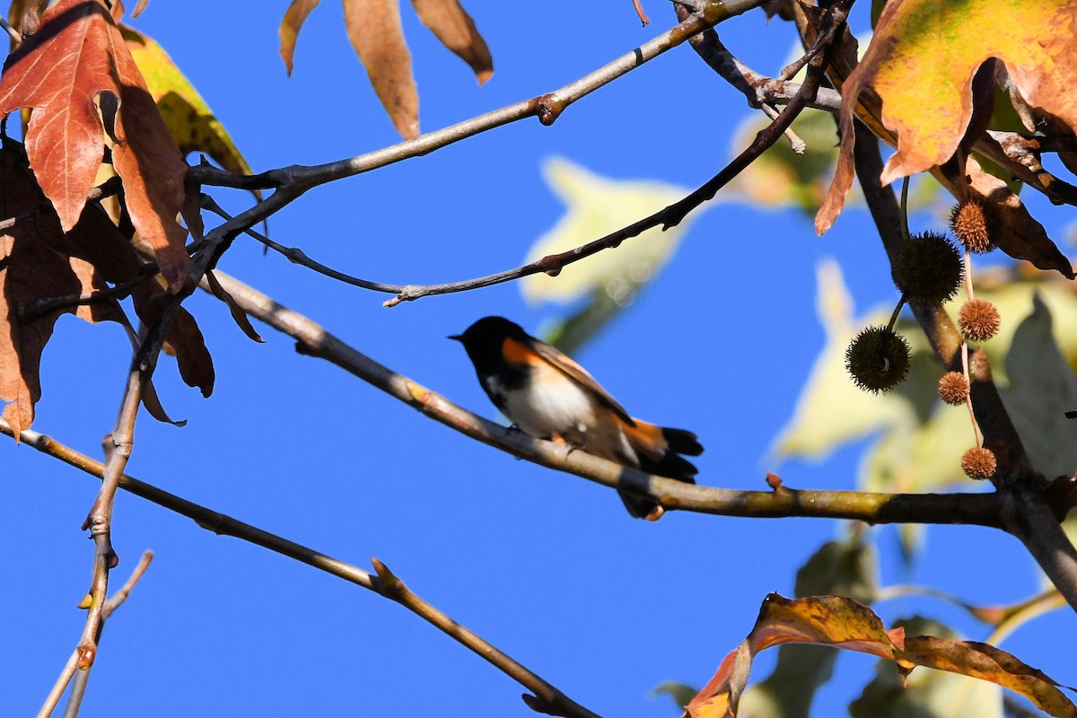 סבכון חכלילי - ML645904568