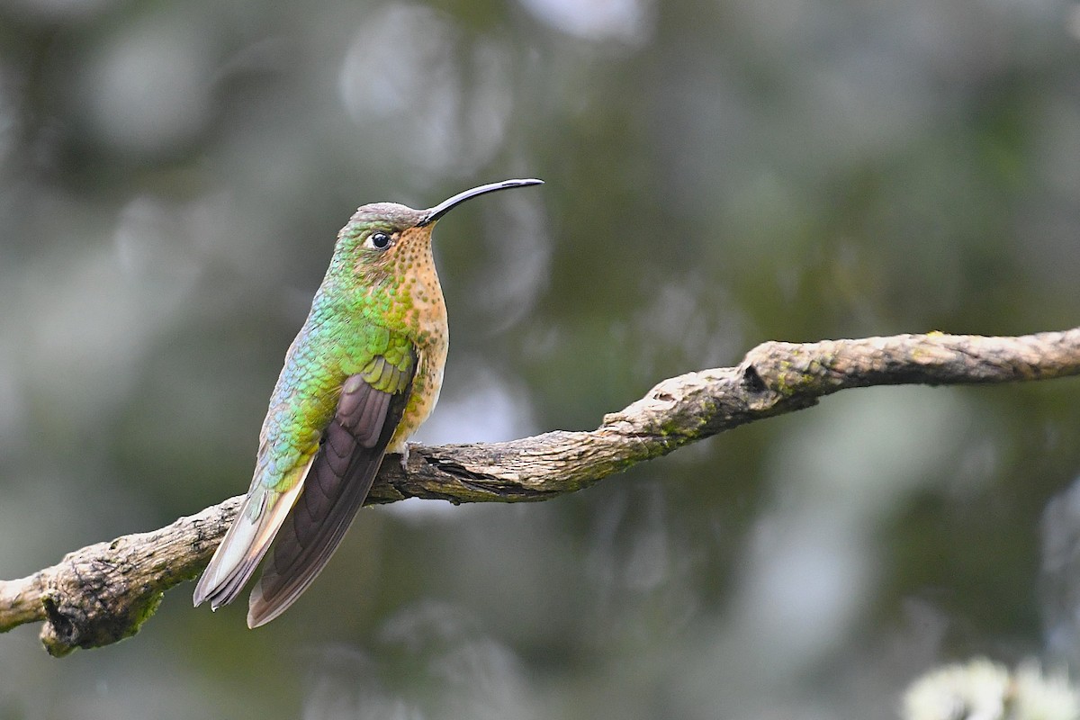 Mountain Velvetbreast - ML645904576