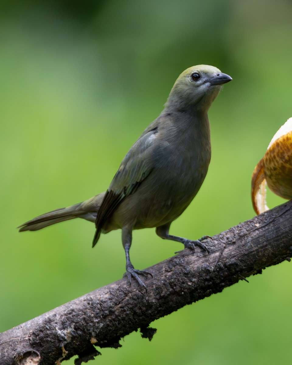 palmetanagar - ML645904577