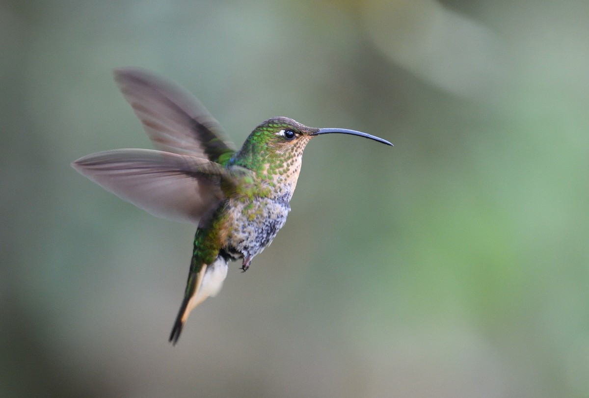 Mountain Velvetbreast - ML645904578