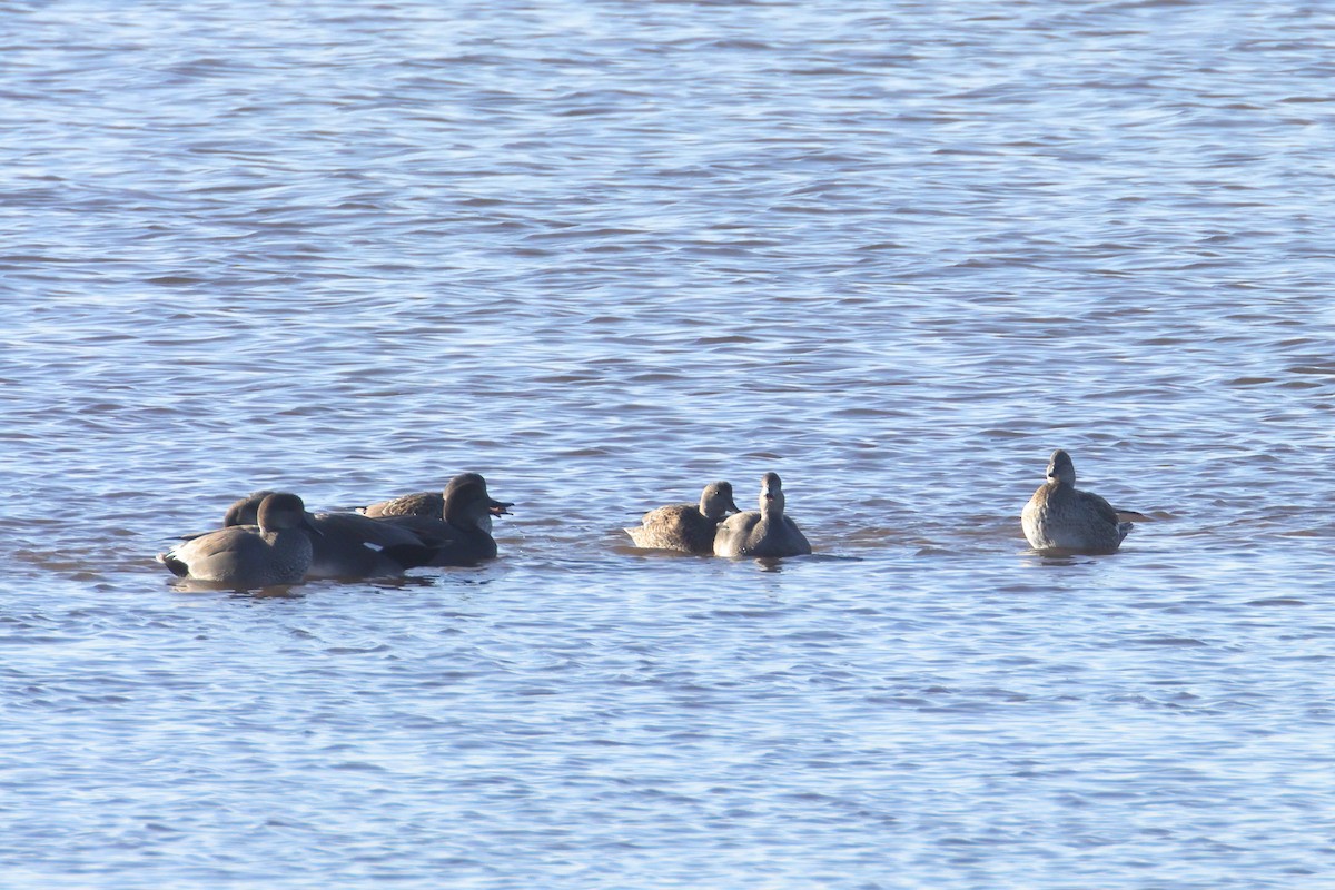 Серая утка - ML645904582