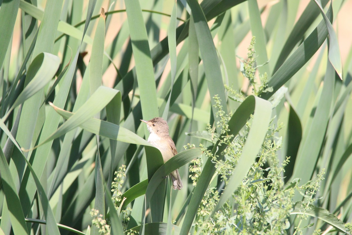 Тростниковая камышевка (группа baeticatus) - ML645904583