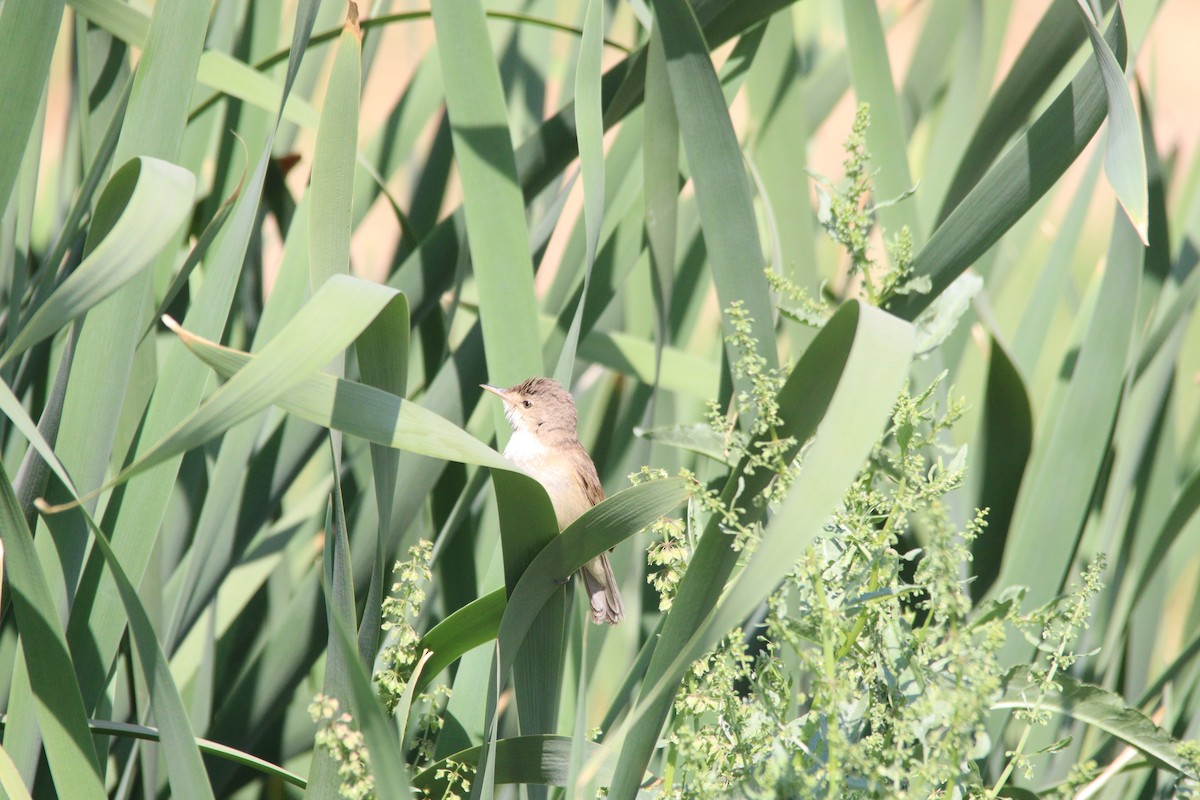 Тростниковая камышевка (группа baeticatus) - ML645904584