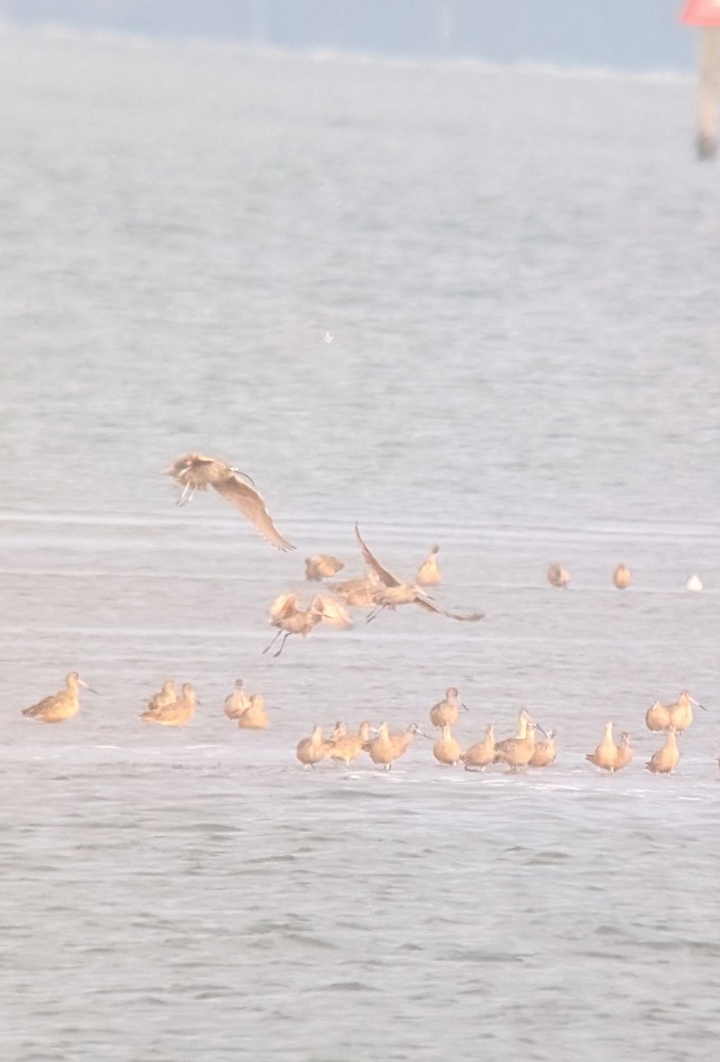 Long-billed Curlew - ML645904586
