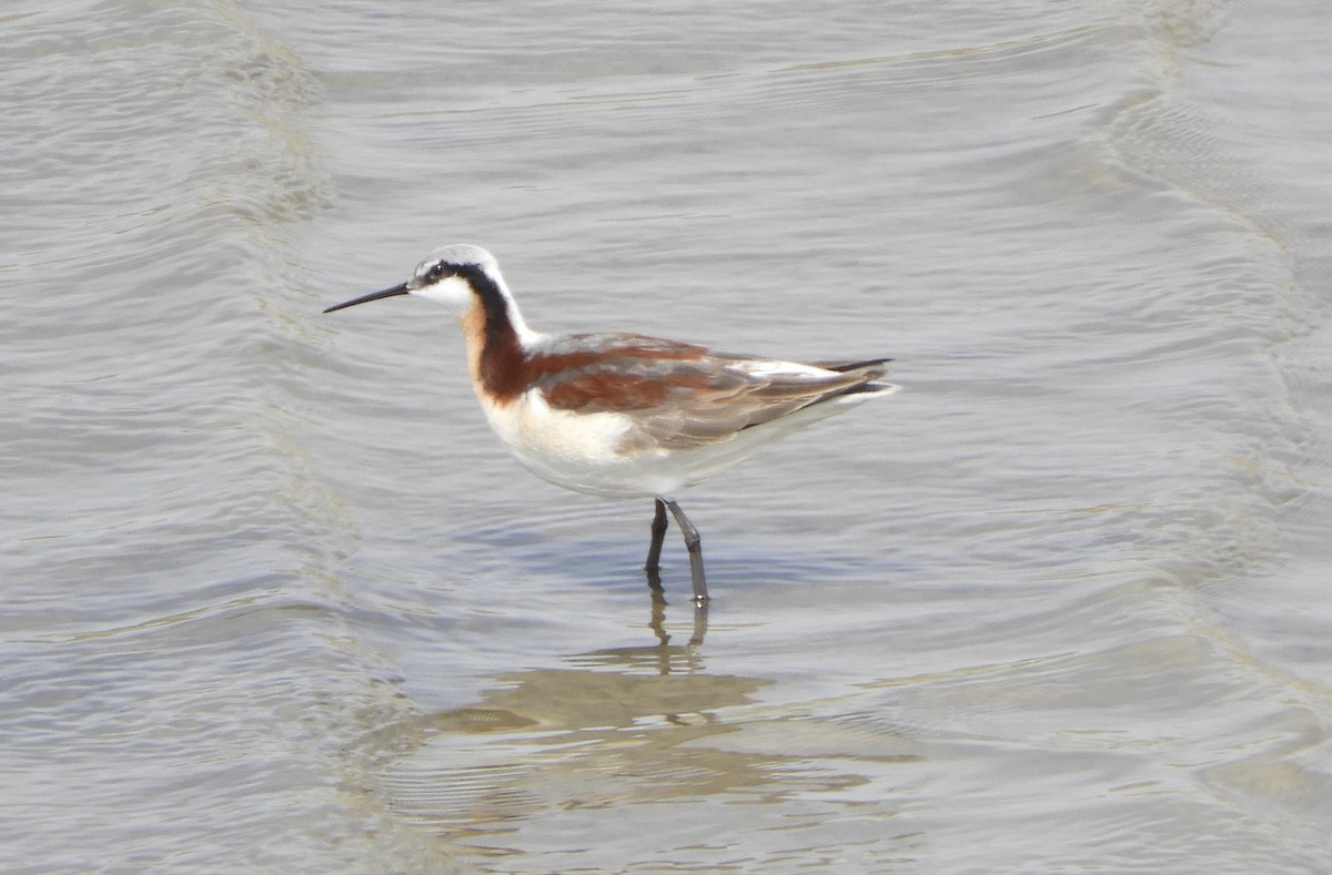Wilson's Phalarope - ML645904587