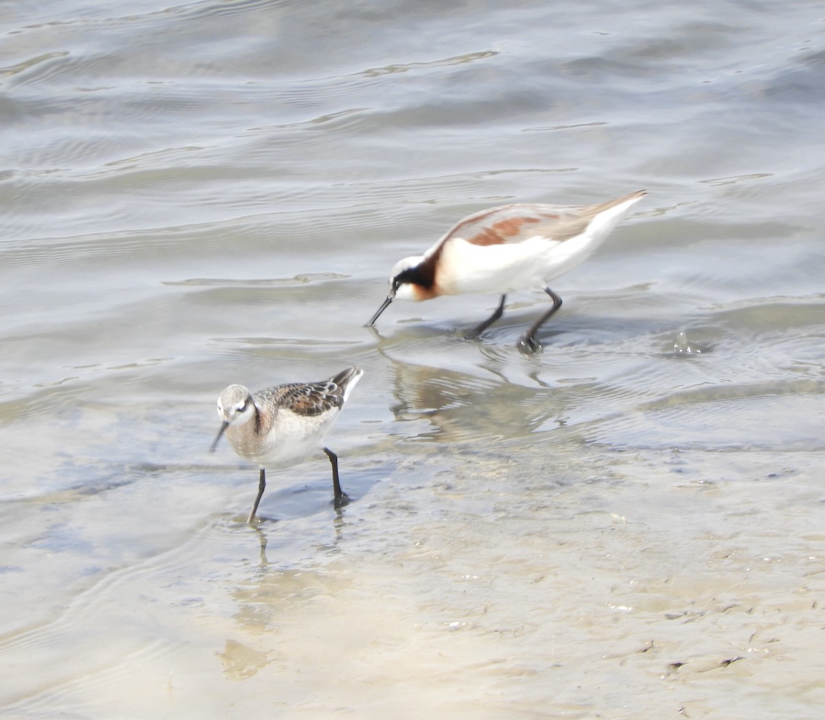Wilson's Phalarope - ML645904589
