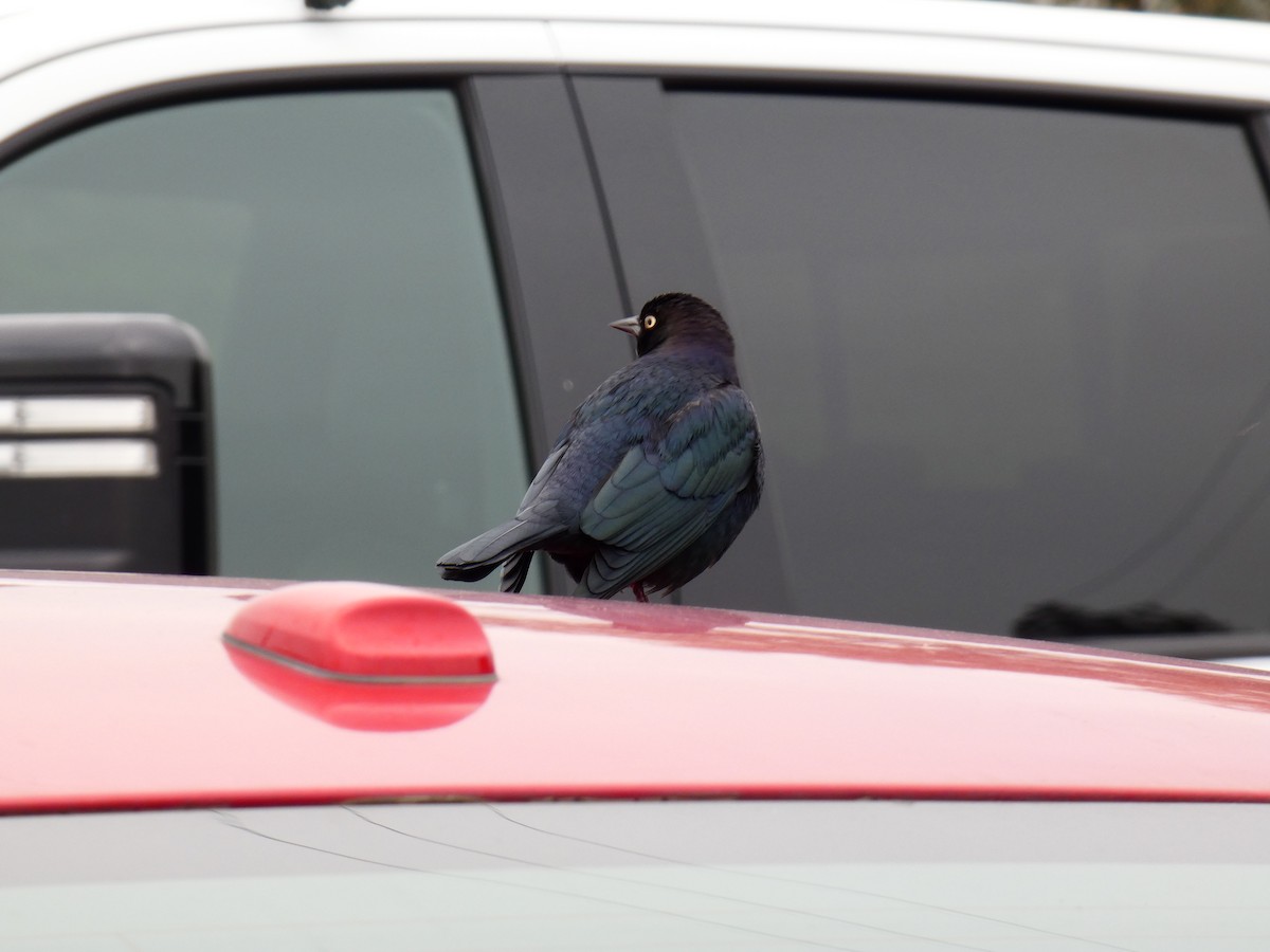 Трупіалець пурпуровий - ML645904590