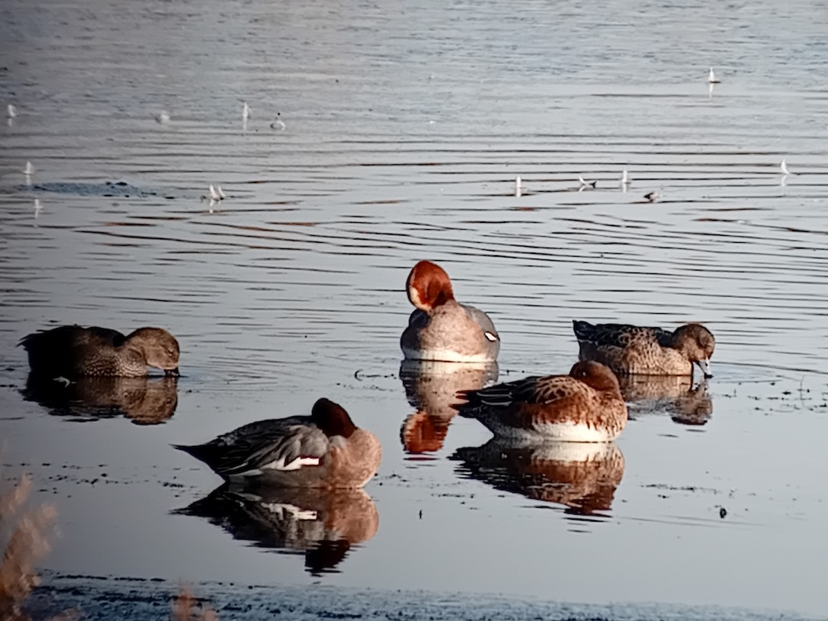 hvízdák eurasijský - ML645904593