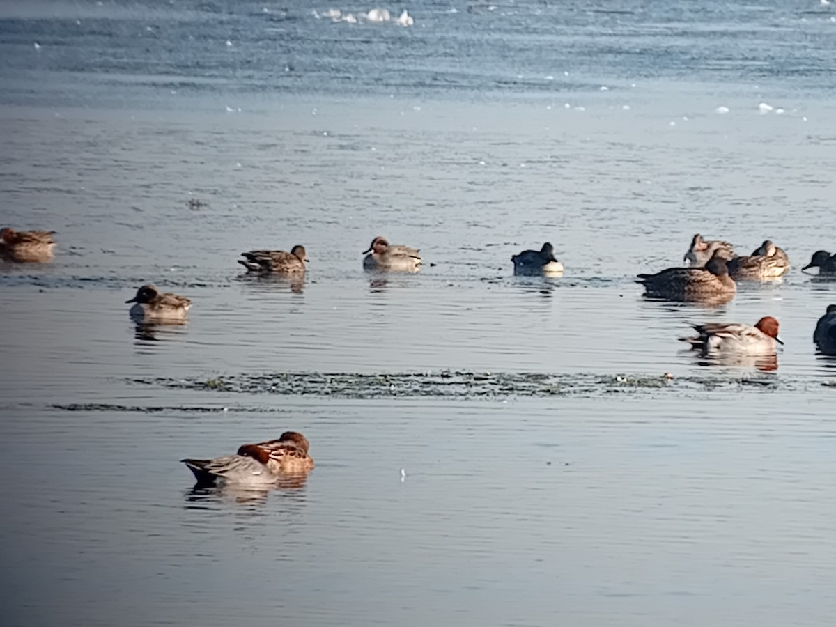 hvízdák eurasijský - ML645904594