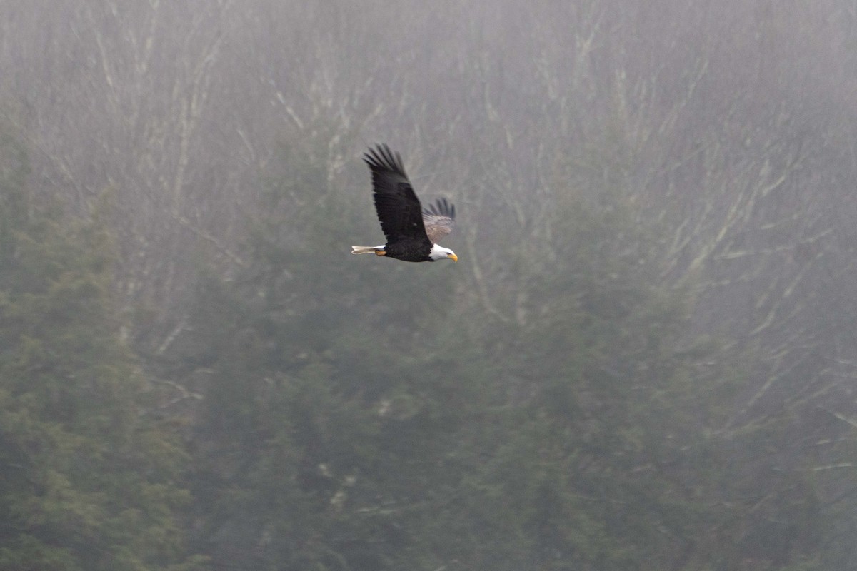Bald Eagle - ML645904605