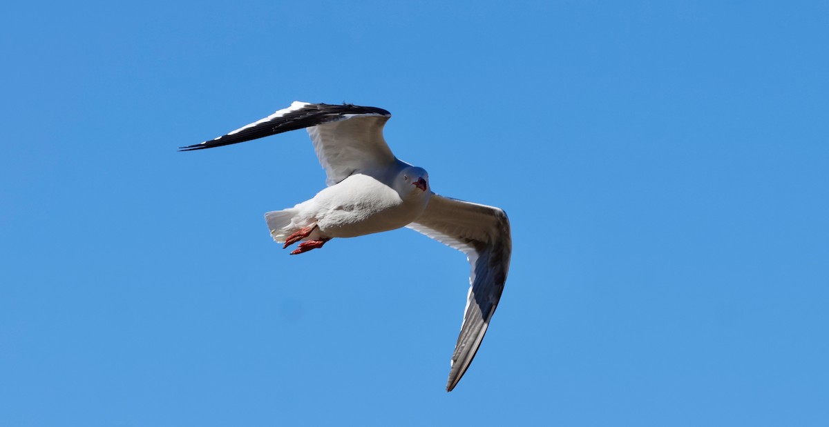 Dolphin Gull - ML645904607