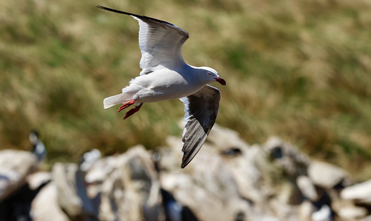 Dolphin Gull - ML645904608