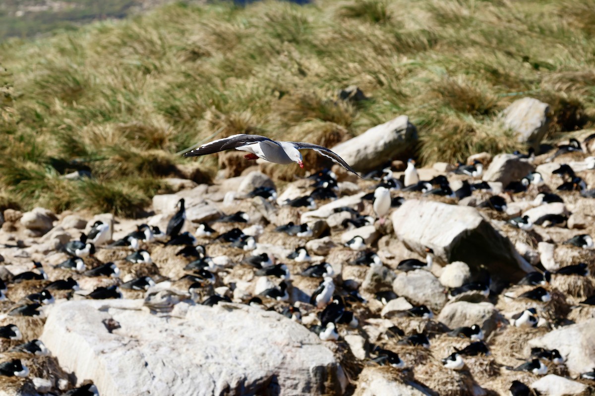 Dolphin Gull - ML645904609