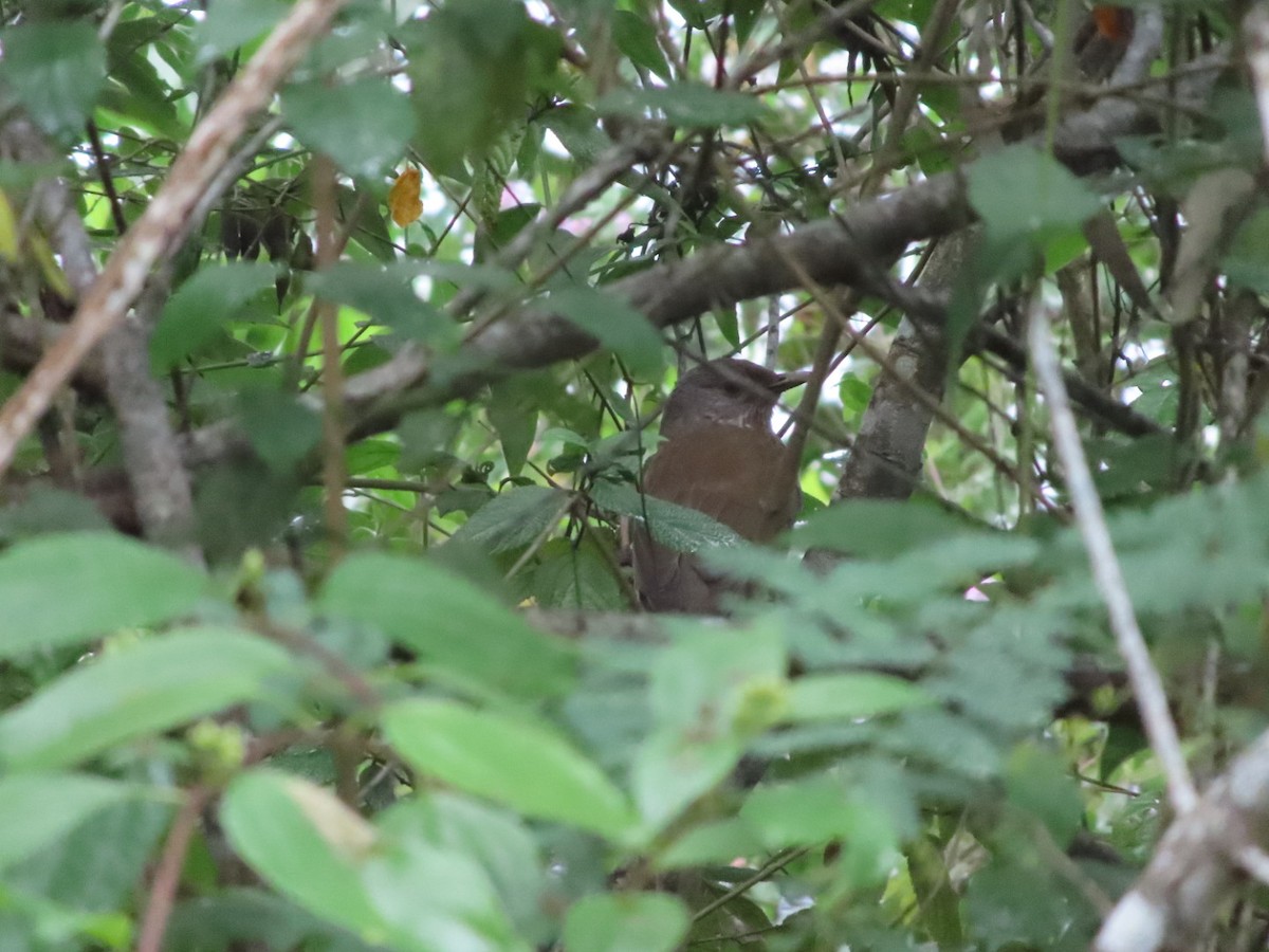 Pale-breasted Thrush - ML645904610