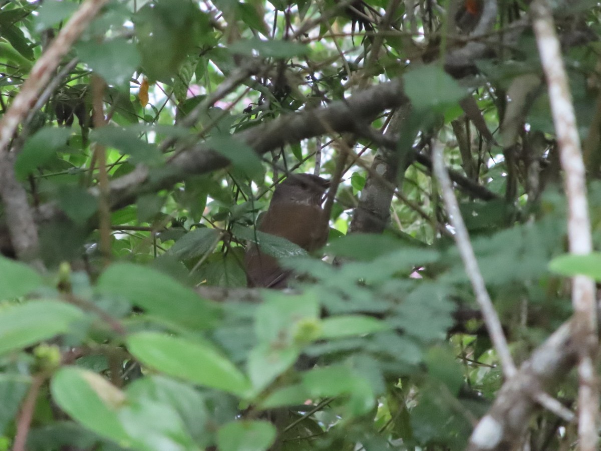 Pale-breasted Thrush - ML645904611