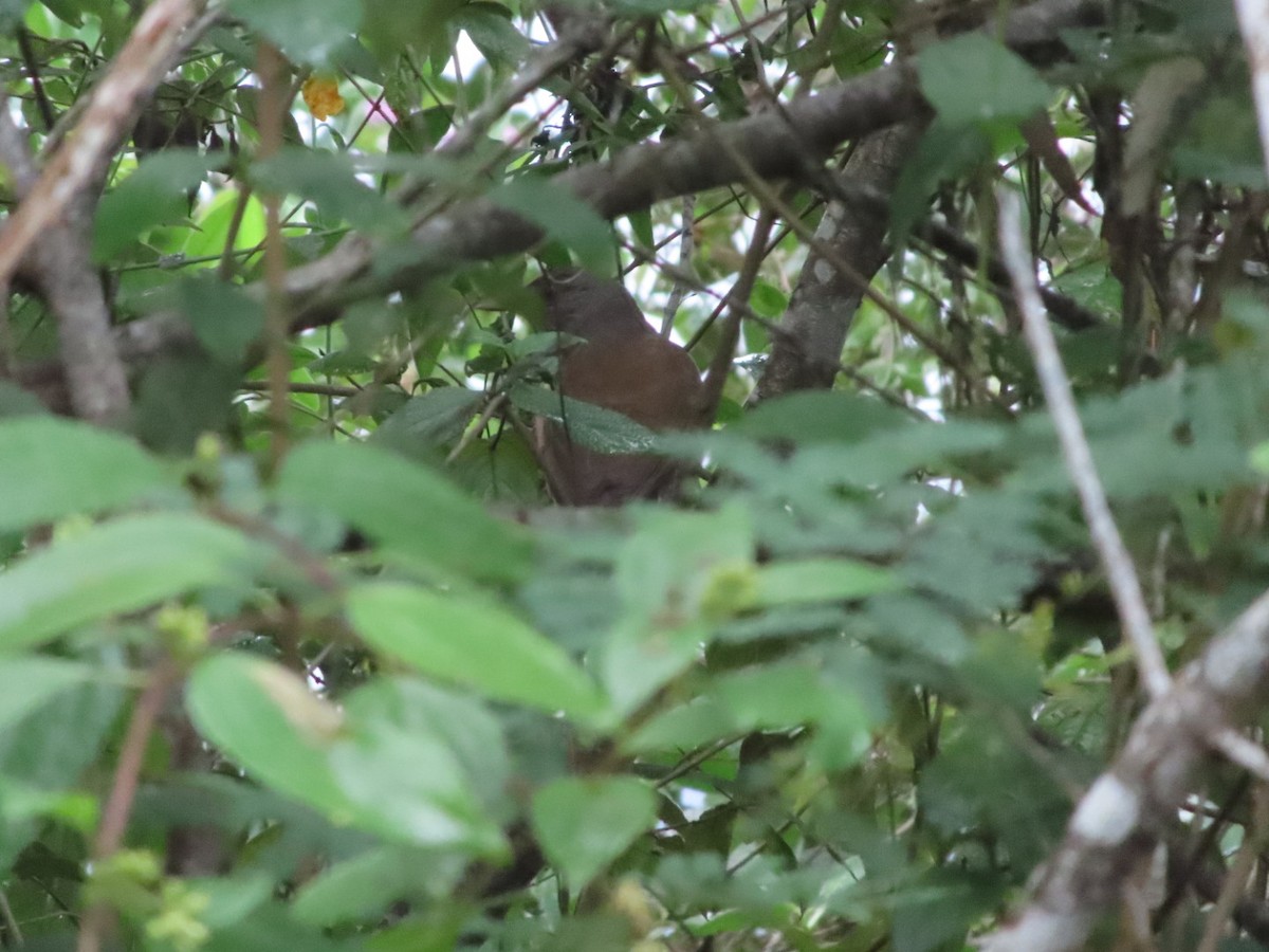 Pale-breasted Thrush - ML645904612