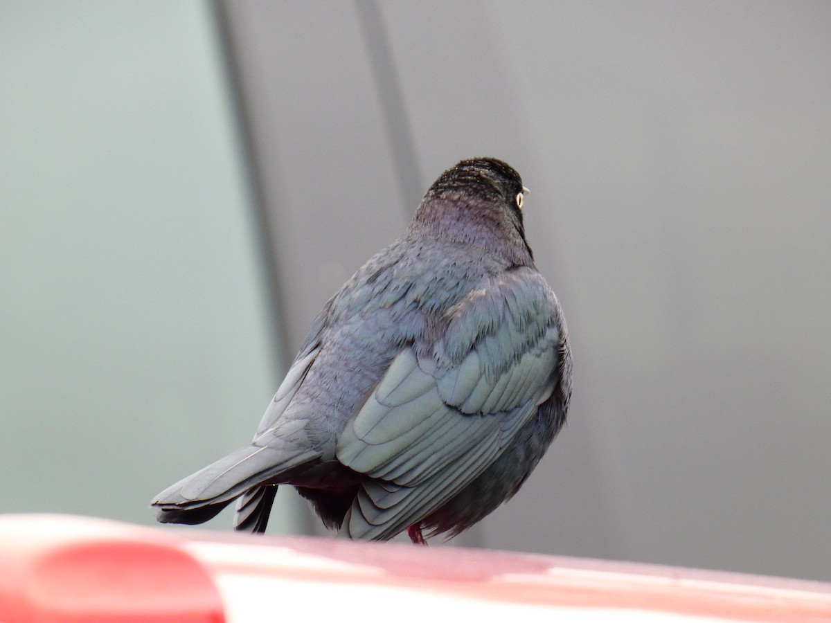 Трупіалець пурпуровий - ML645904614