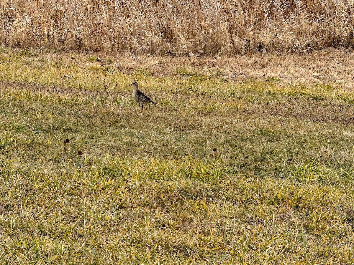 American Golden-Plover - ML645904624