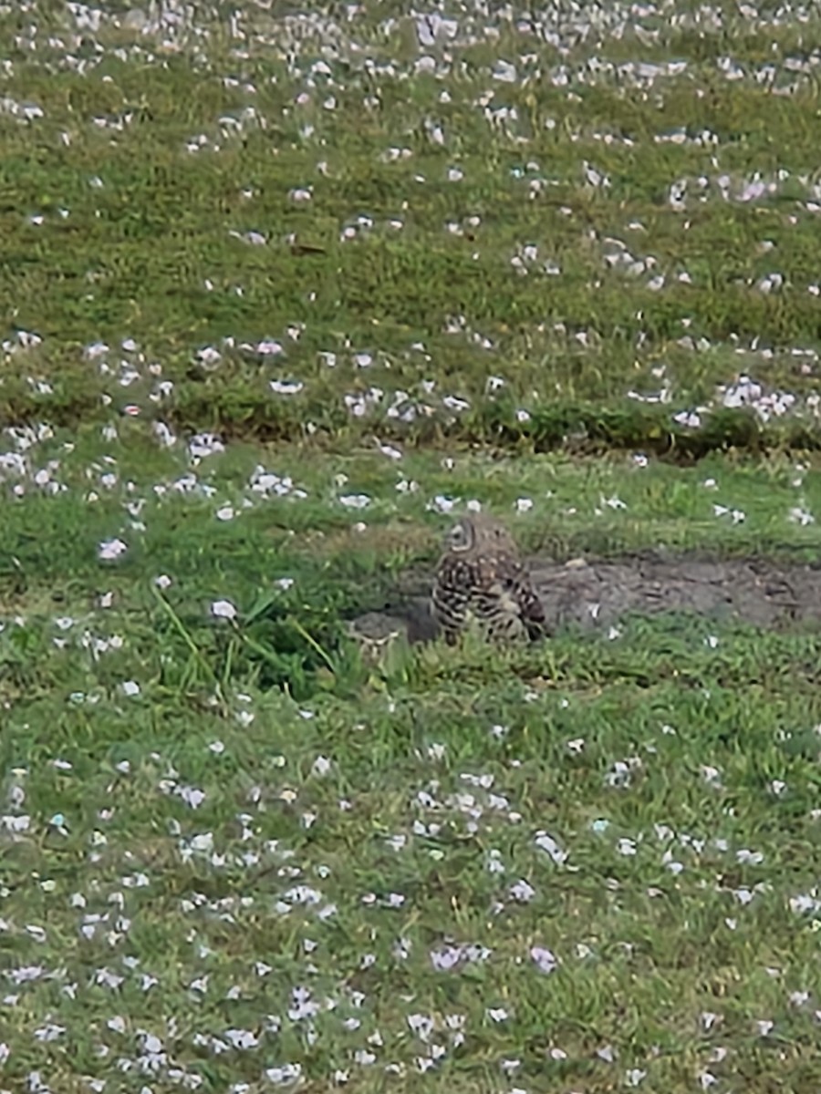 Burrowing Owl - ML645904631