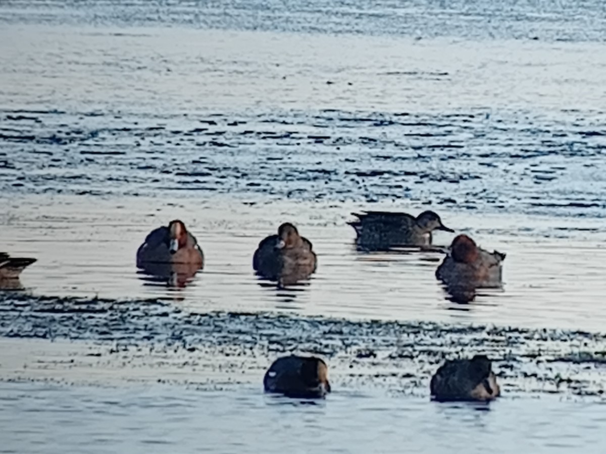 hvízdák eurasijský - ML645904637