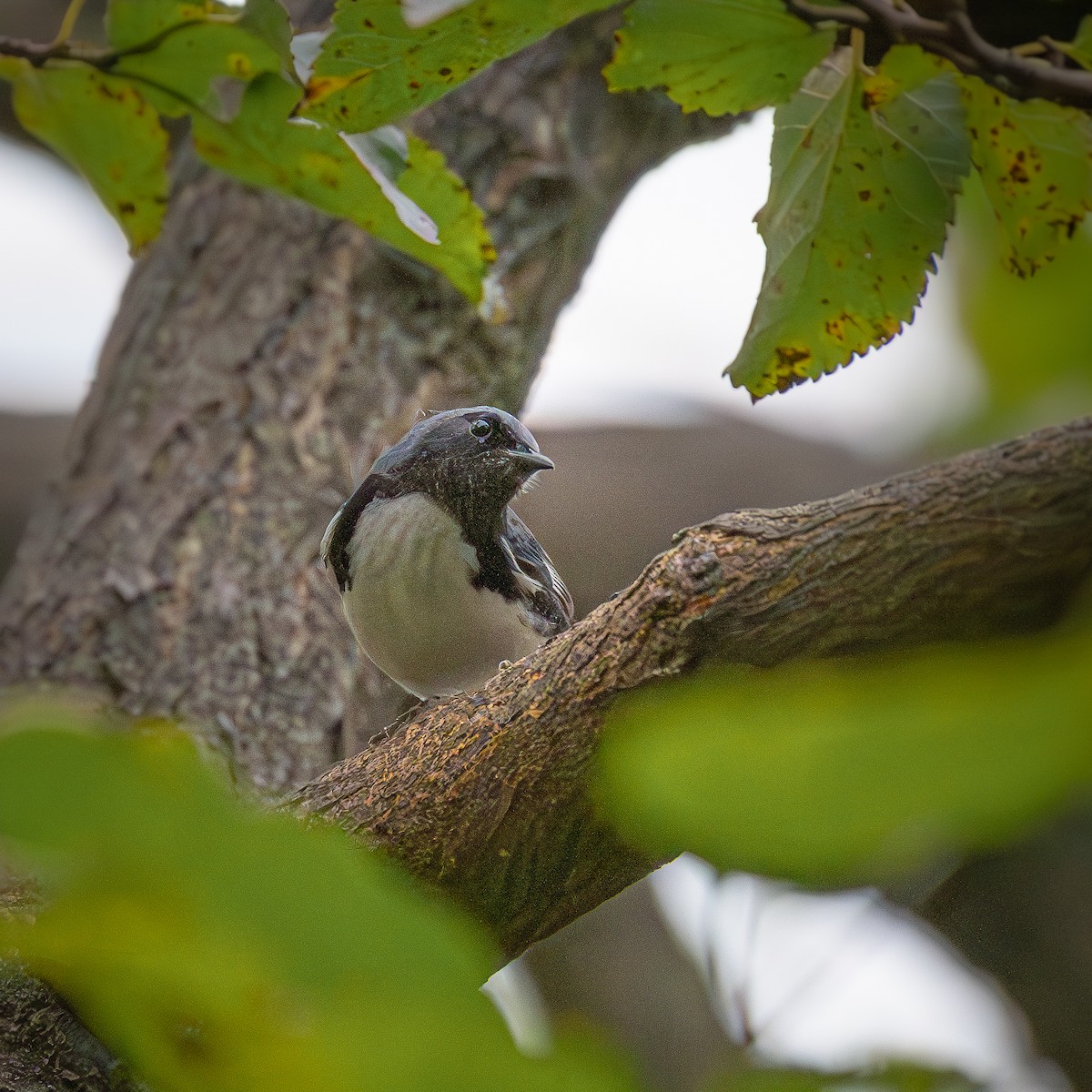Black-throated Blue Warbler - ML645904639