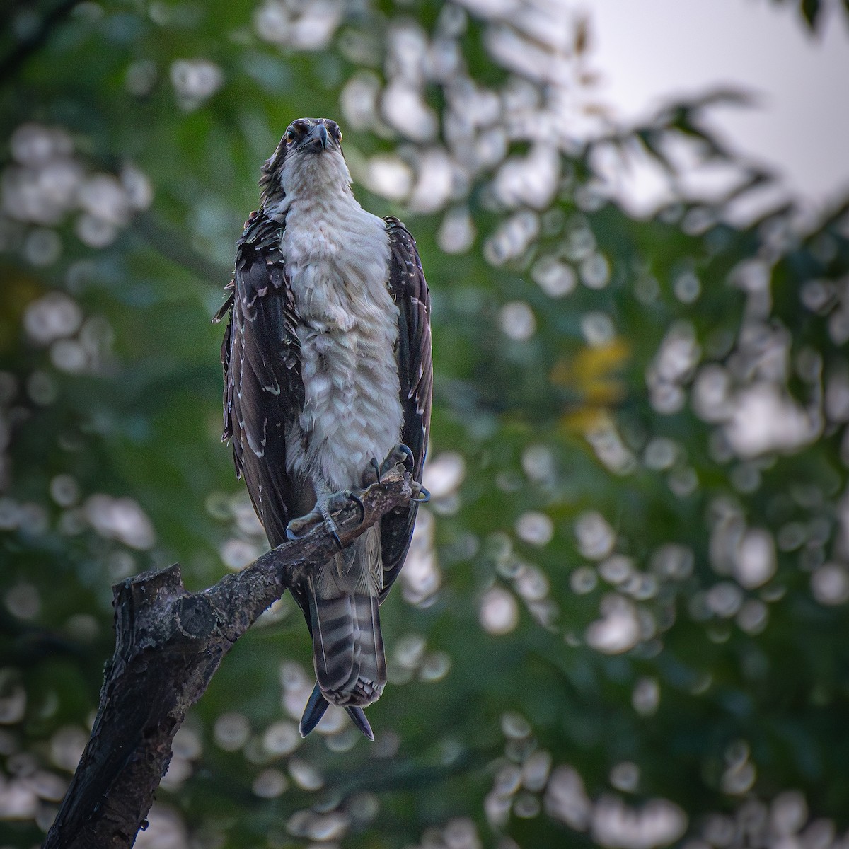 Osprey - ML645904648