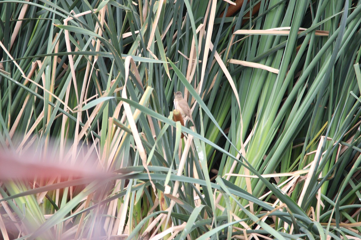 Тростниковая камышевка (группа baeticatus) - ML645904649