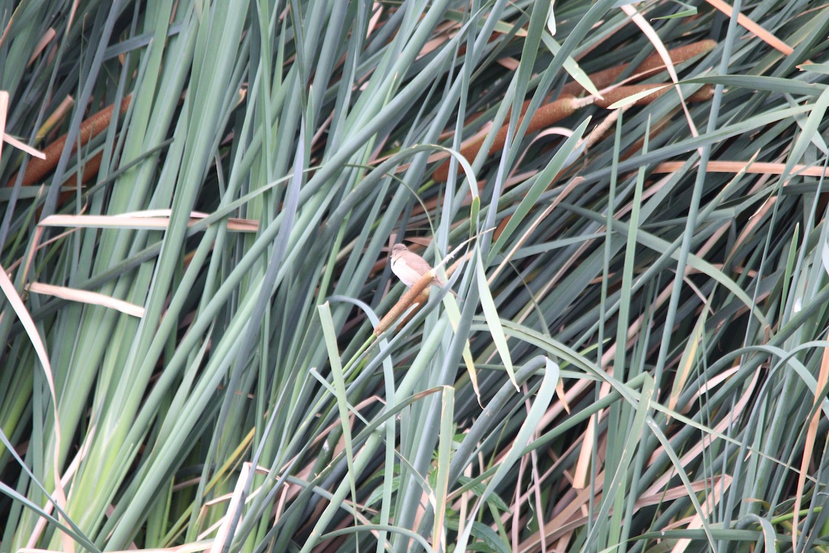 Тростниковая камышевка (группа baeticatus) - ML645904651