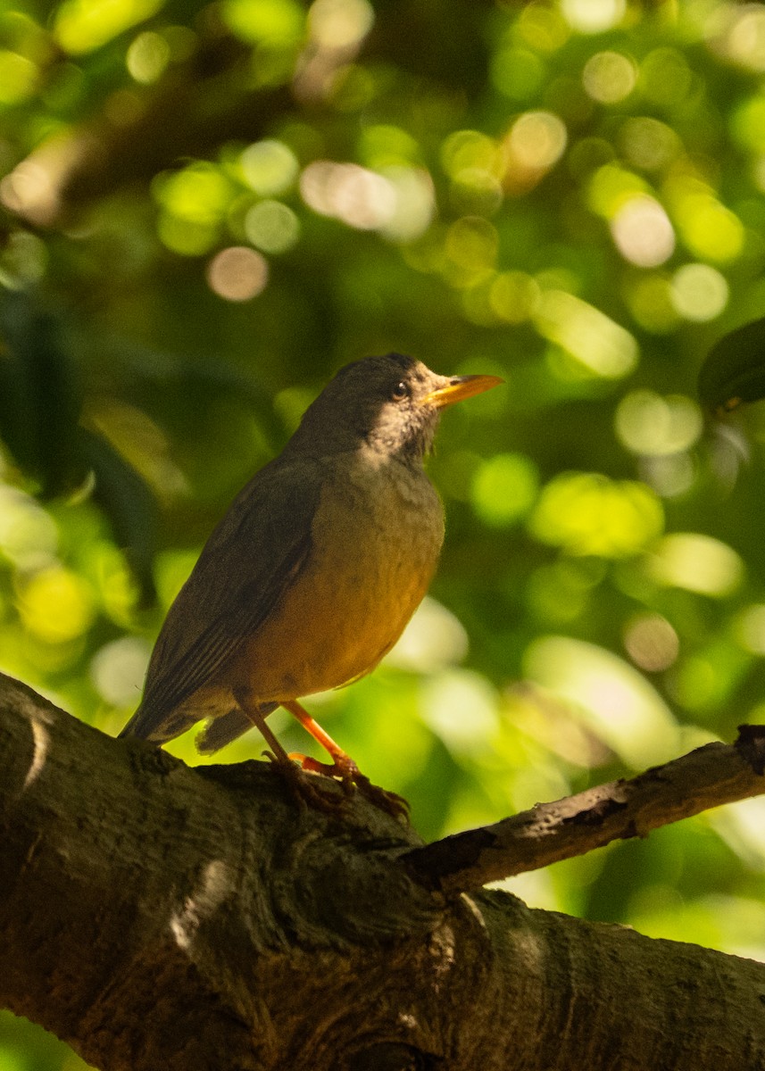 Olive Thrush - ML645904652