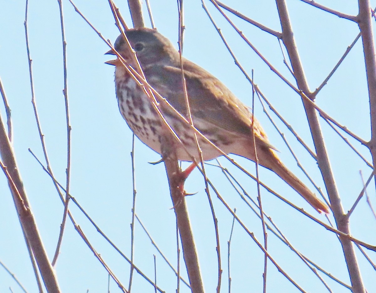 Fox Sparrow - ML645904661