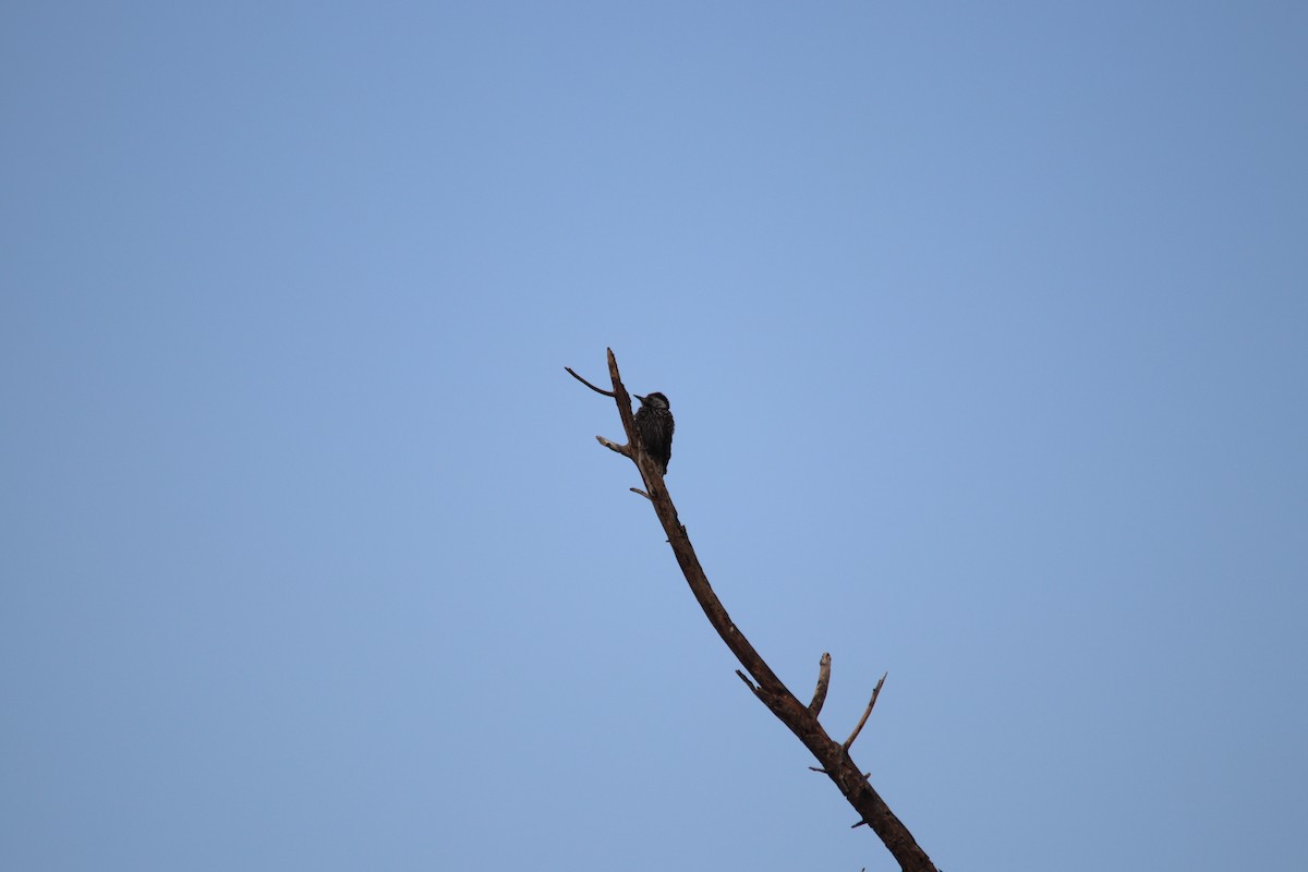 Cardinal Woodpecker - ML645904662