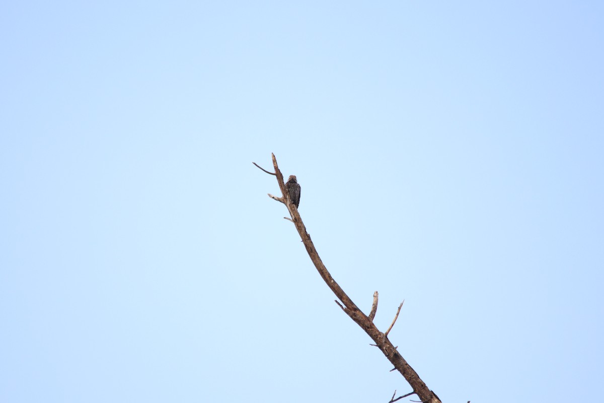 Cardinal Woodpecker - ML645904663